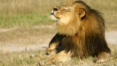 Cecil the lion is seen at Hwange National Park