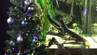 Electric eels in the Tennessee Aquarium