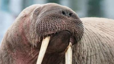 Close up of the walrus