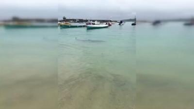 Blue shark in St Ives harbour