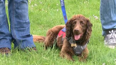 Rescue dog Jerry