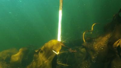 Hooking seaweed under water