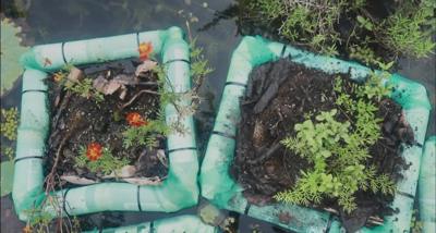 Picture of floating chinampas