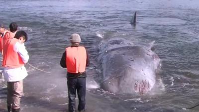 Whale beached on western Japanese coast