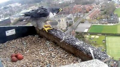 Peregrine falcon on Norwich Cathedral