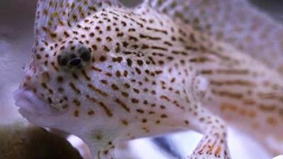 The spotted handfish is critically endangered and found only in a small area of Tasmania.