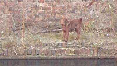 Coco's whimpers were heard by a passerby who then spotted her on a narrow strip of land across an icy canal.