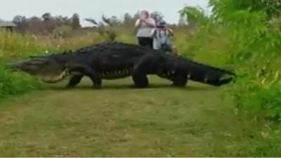 Monster Gator