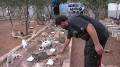 Man stroking cats