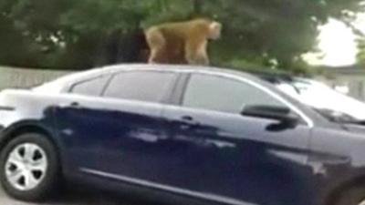 Mobile phone footage of monkey on police vehicle