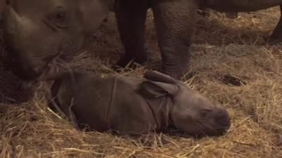 Baby rhino