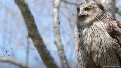 Blackiston owl