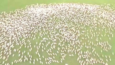 Aerial view of sheep being herded in New Zealand