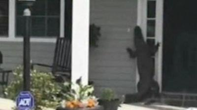 Alligator at a house in South Carolina