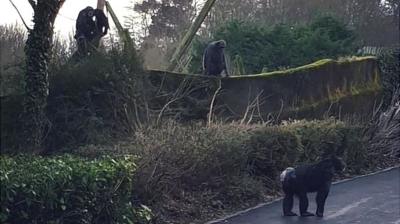 Chimpanzees escape from enclosure at Belfast Zoo