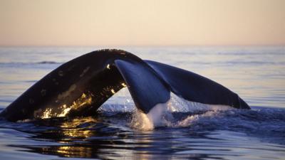 Northern right whale in Bay of Fundy