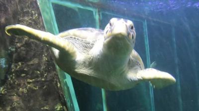 A turtle at Blackpool's Sea Life aquarium