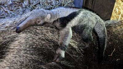 The birth, only the third in Chester Zoo's history, is part of an international breeding programme.