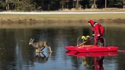 Deer stuck on ice