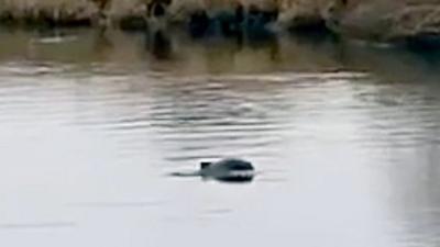 Porpoise in RIver Trent