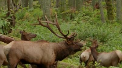 Elk lets out mating call