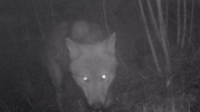 Tracking cameras show wolves in Belgium