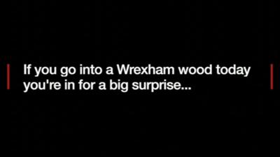 Text: "If you go into a Wrexham wood today you're in for a big surprise..."