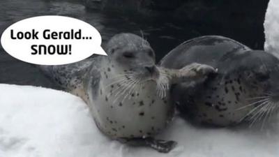 Two seals in the snow