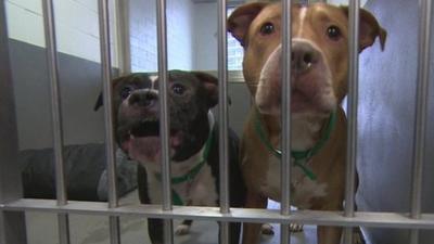 Two dogs kept at Battersea Dogs and Cats Home