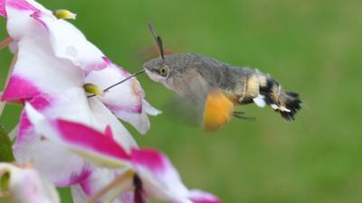 Hummingbird hawkmoth (c) Bob Eade