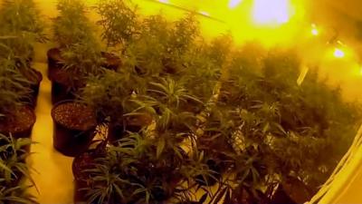 Cannabis farm