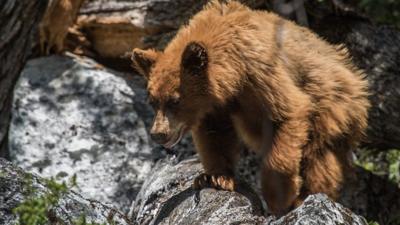 A bear standing on a rock