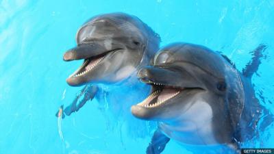 Two dolphins in a pool