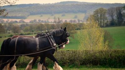 Alfie and Joe put through their paces at Acton Scott Historic Working Farm