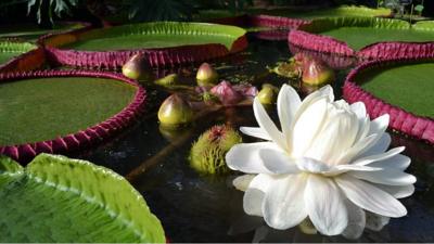 Waterlily in Kew Gardens