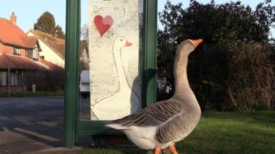 Gordon the goose by bus stop