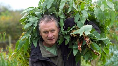 Collecting eucalyptus