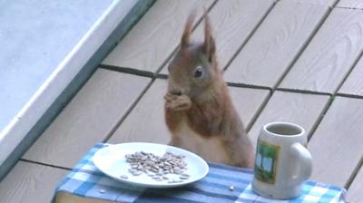 A squirrel eating nuts