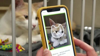 Cat app