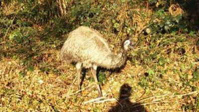 The mystery emu was spotted on the Taff Trail