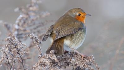 Robin in winter