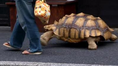 Hisao Mitani with pet tortoise Bon-cha