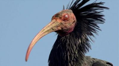 Northern Bald Ibis