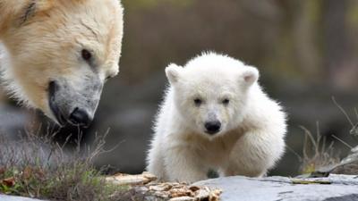 A polar bear cub and her mother