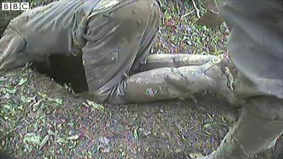 A baiter mid-way through a dig at a sett