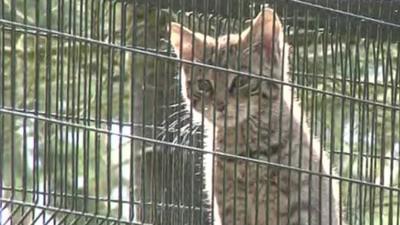 Wildcat kitten looking through bars of cage