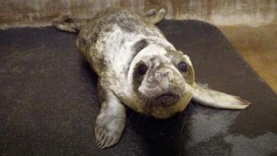 Seal pup