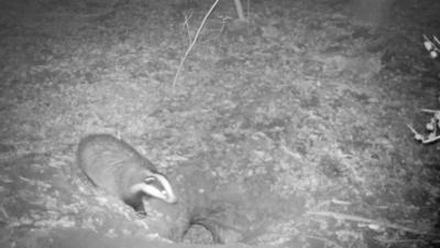 Badger goes into hole