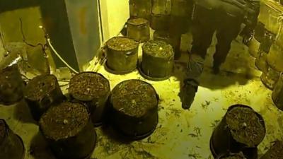 Cannabis farm