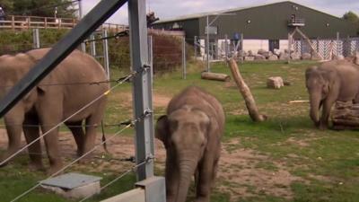 Elephants at Blackpool Zoo